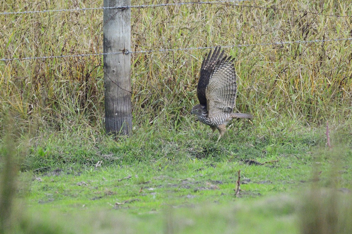 Brown Goshawk - Ken Crawley