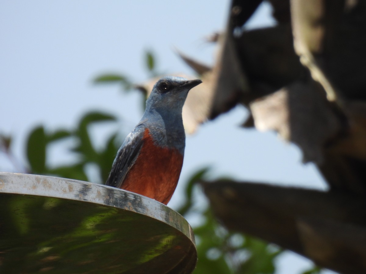 Blue Rock-Thrush - Swansy Afonso