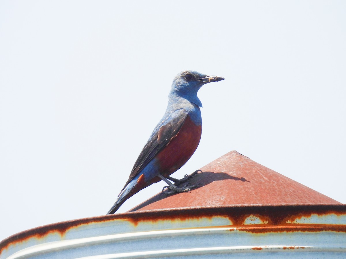 Blue Rock-Thrush - Swansy Afonso