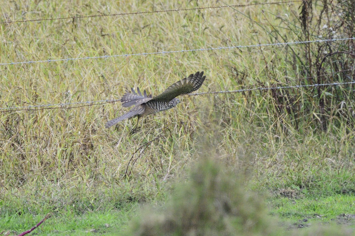 Brown Goshawk - Ken Crawley