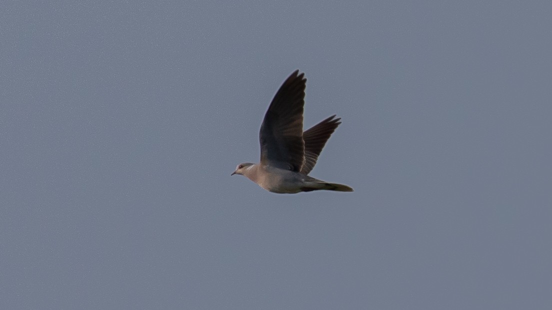 European Turtle-Dove - Milan Martic