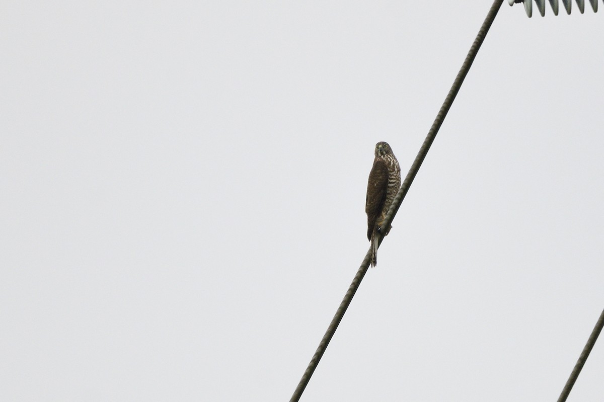 Brown Goshawk - Ken Crawley