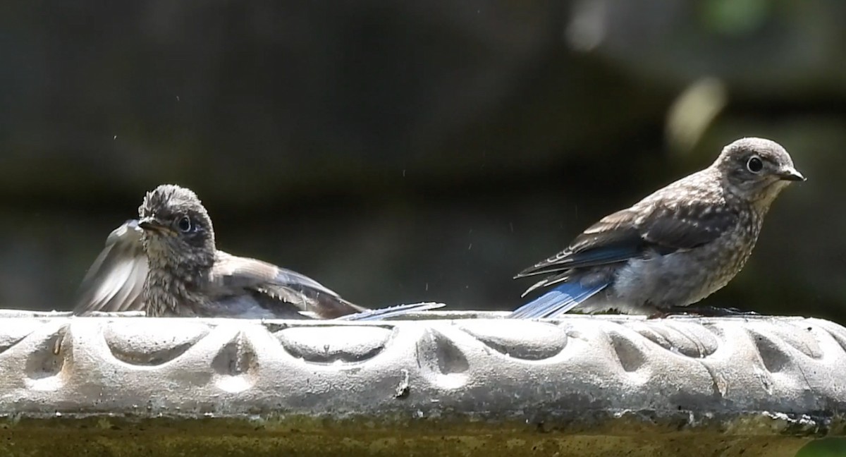 Eastern Bluebird - Tamara DiBartola