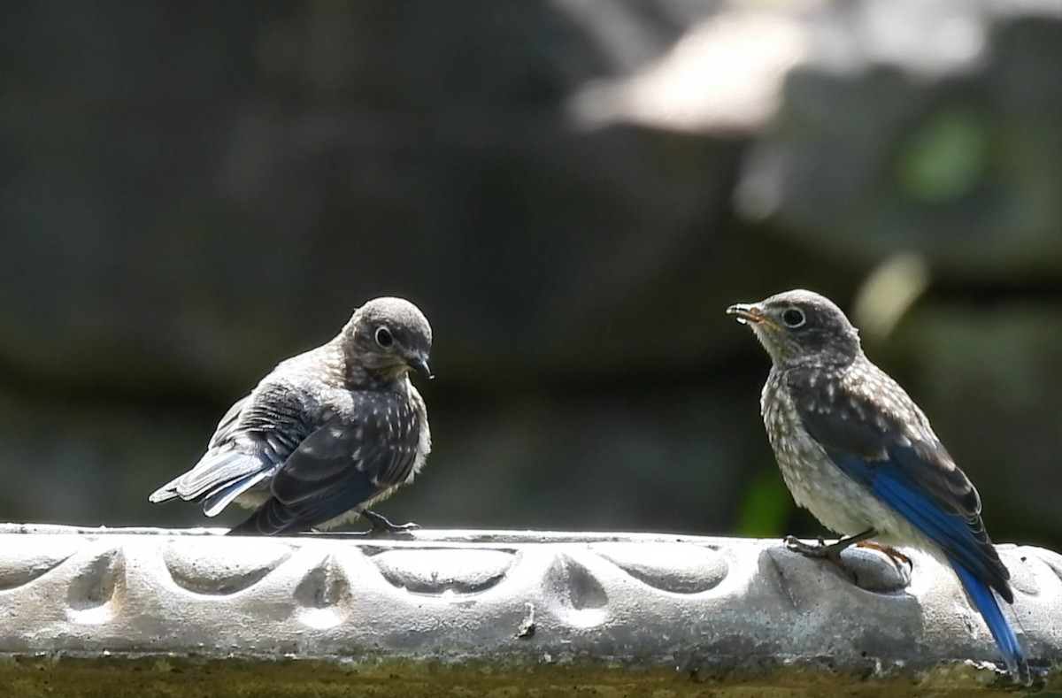 Eastern Bluebird - Tamara DiBartola