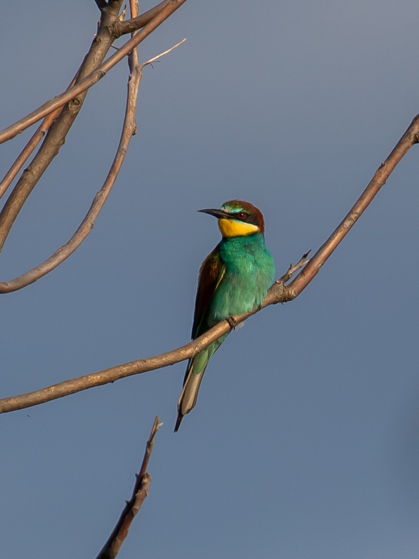 European Bee-eater - Milan Martic