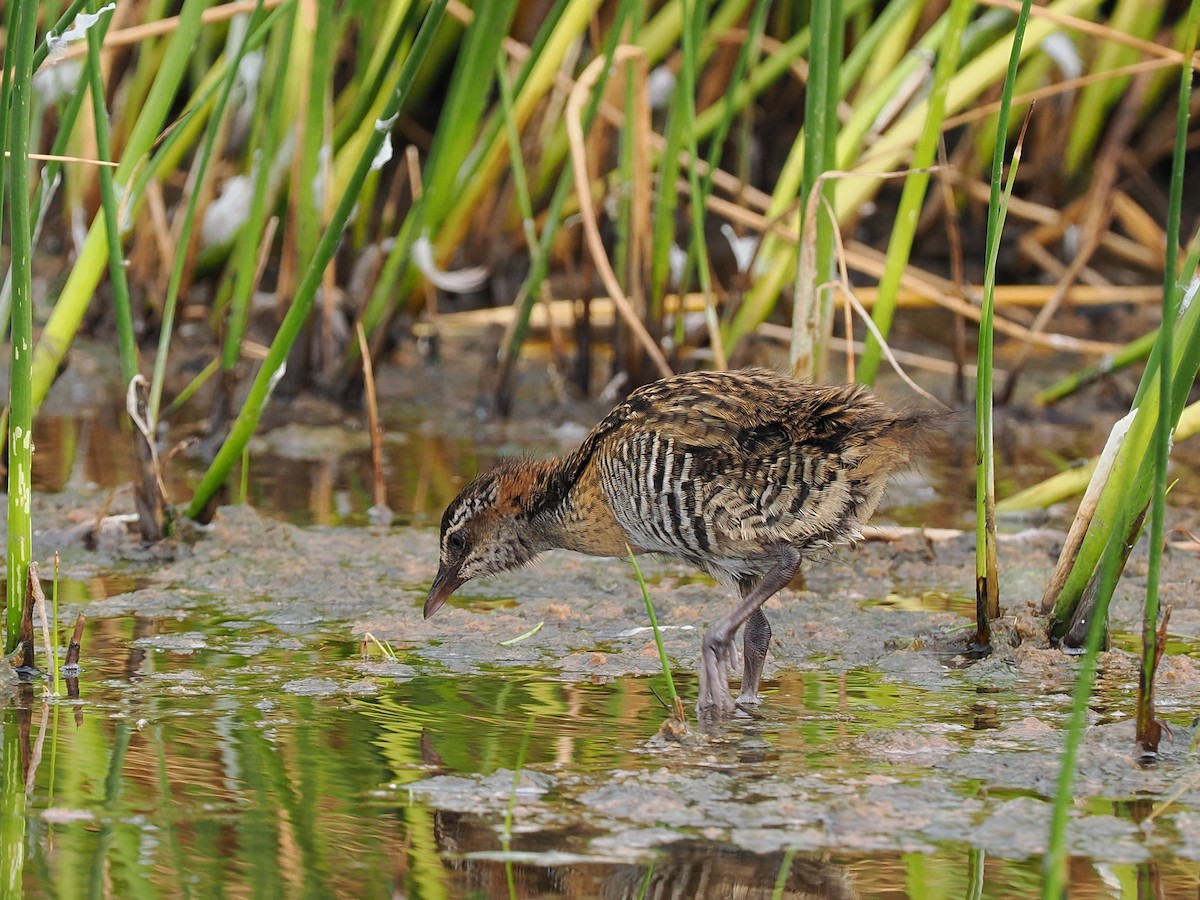 Buff-banded Rail - Len and Chris Ezzy