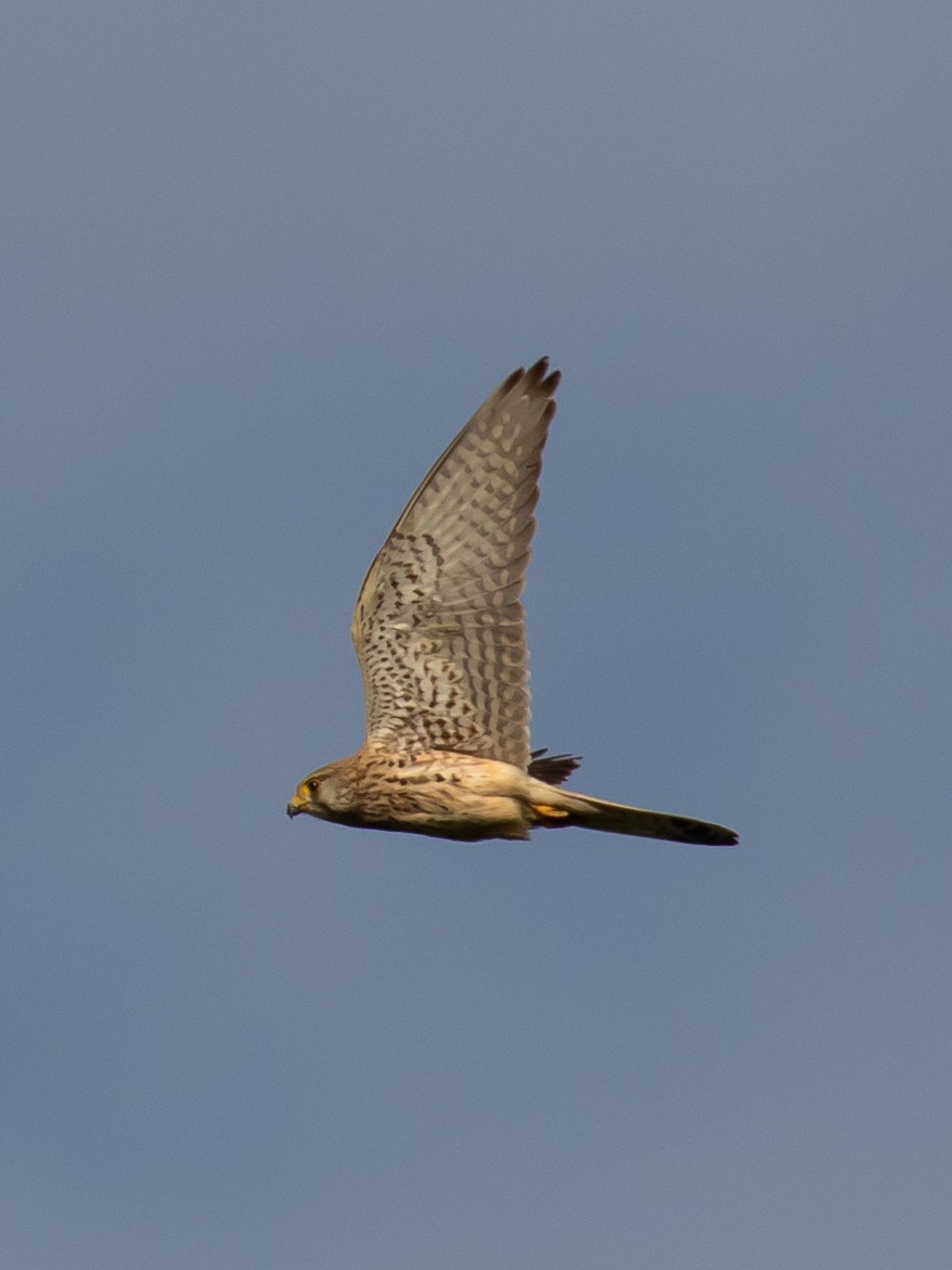 Eurasian Kestrel - Milan Martic