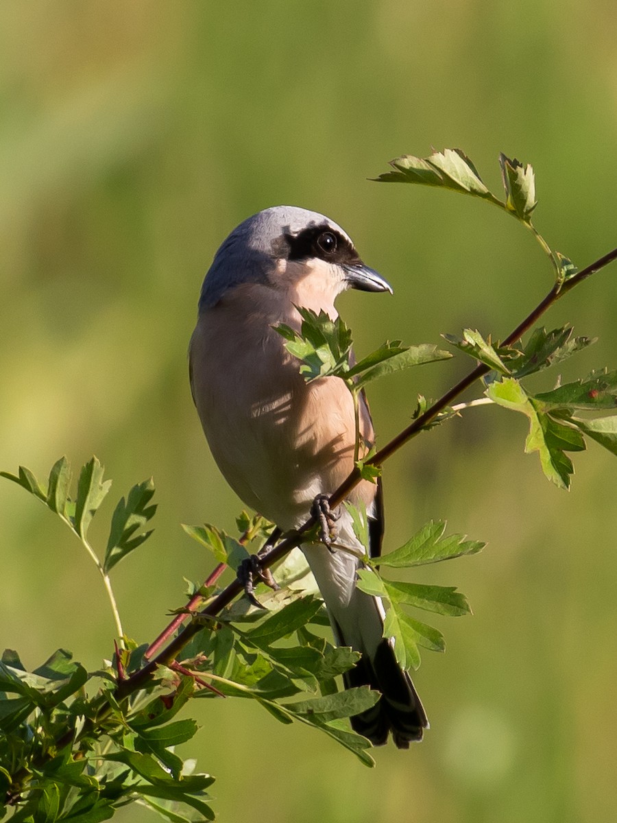 Red-backed Shrike - Milan Martic