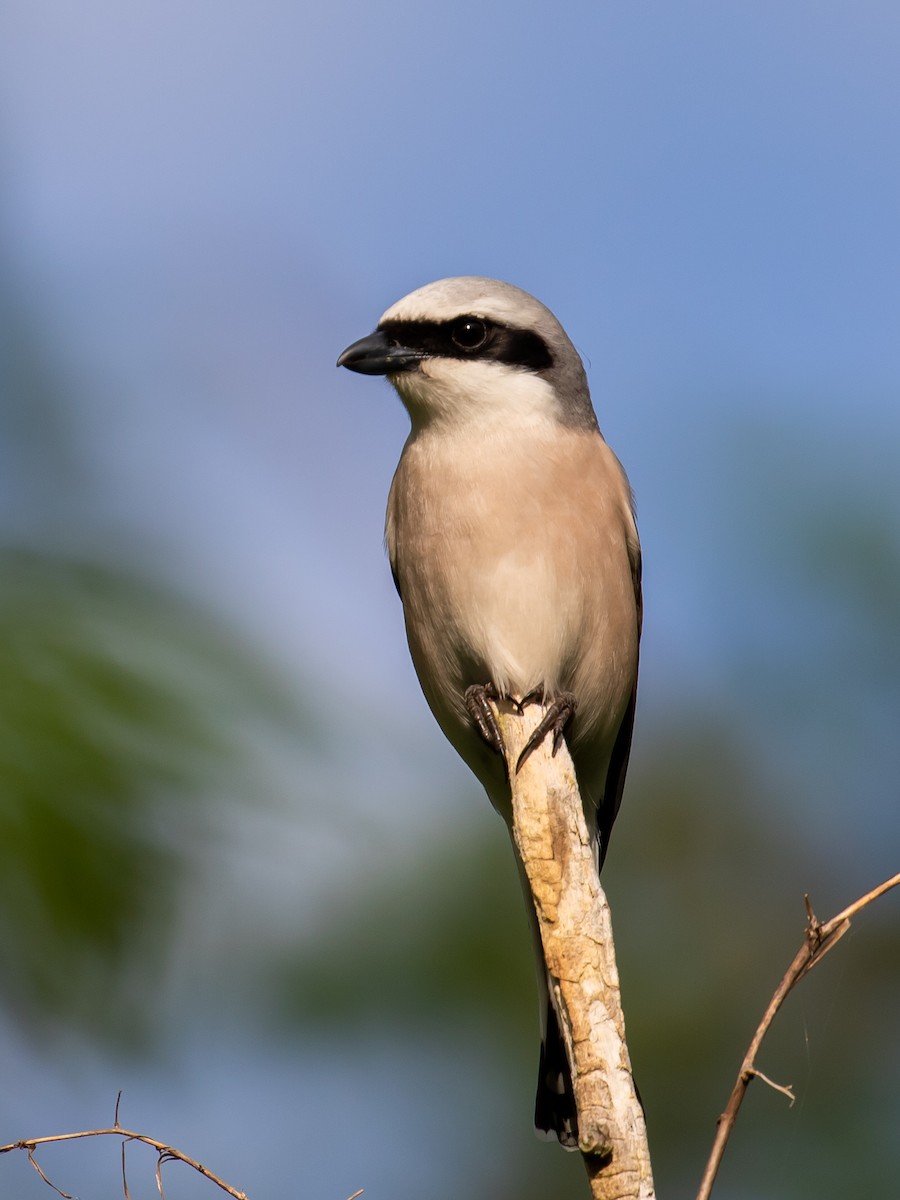 Red-backed Shrike - Milan Martic