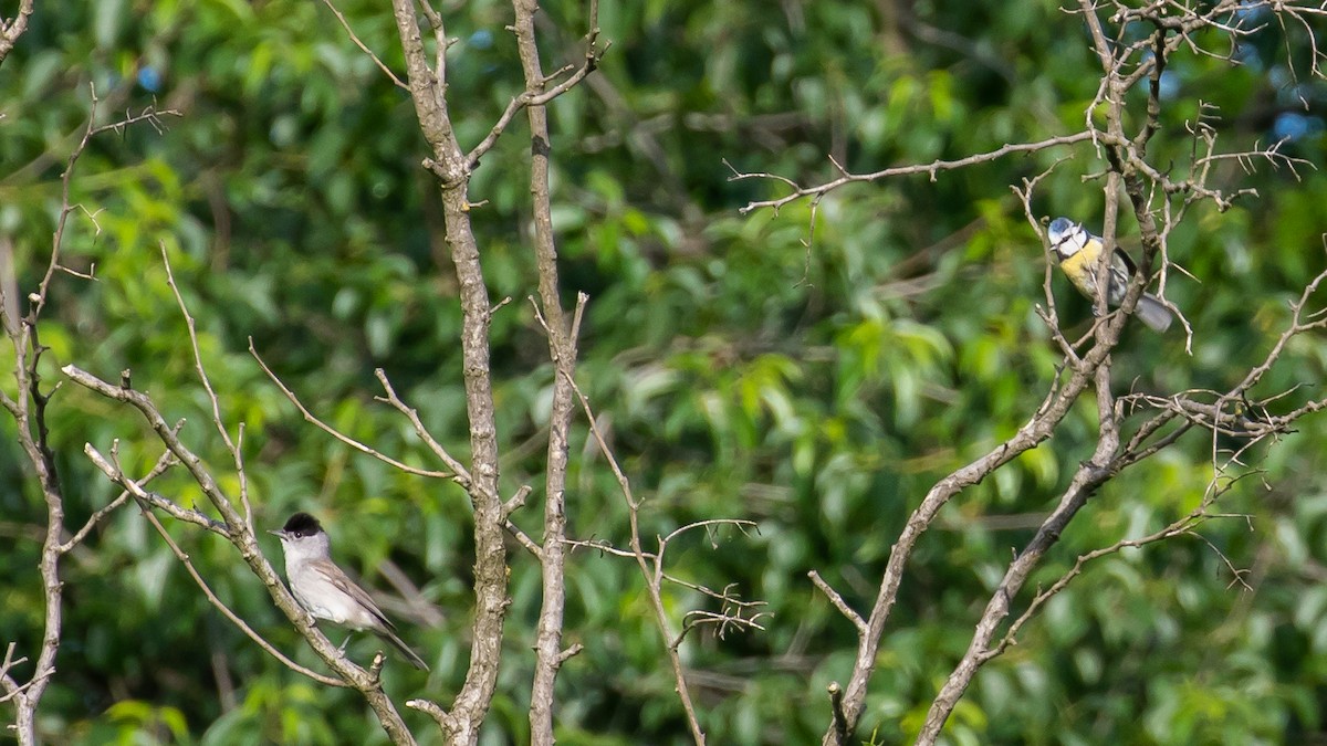 Eurasian Blue Tit - Milan Martic