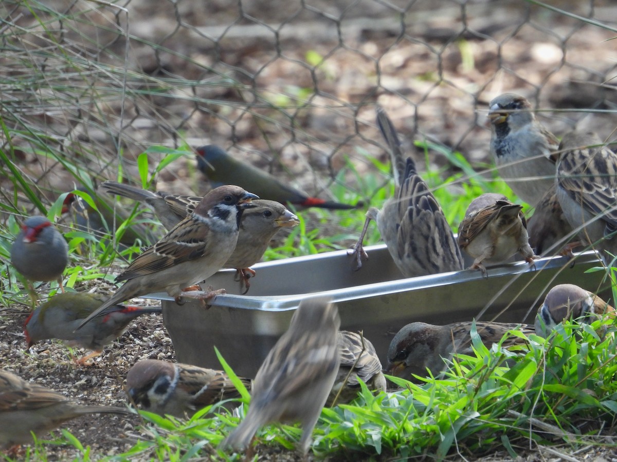 Eurasian Tree Sparrow - Joanne Thompson