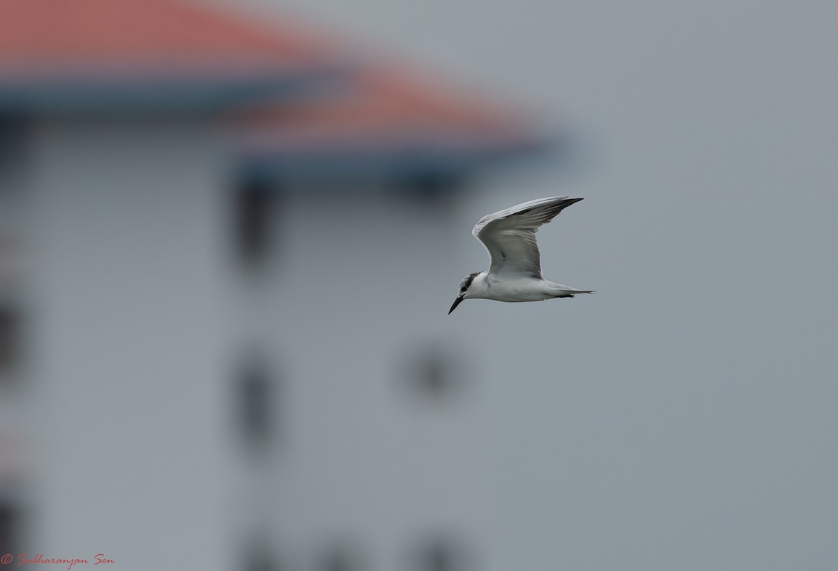 Whiskered Tern - Subharanjan Sen