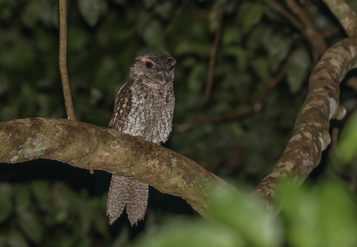 Papuan Frogmouth - Mike Edgecombe