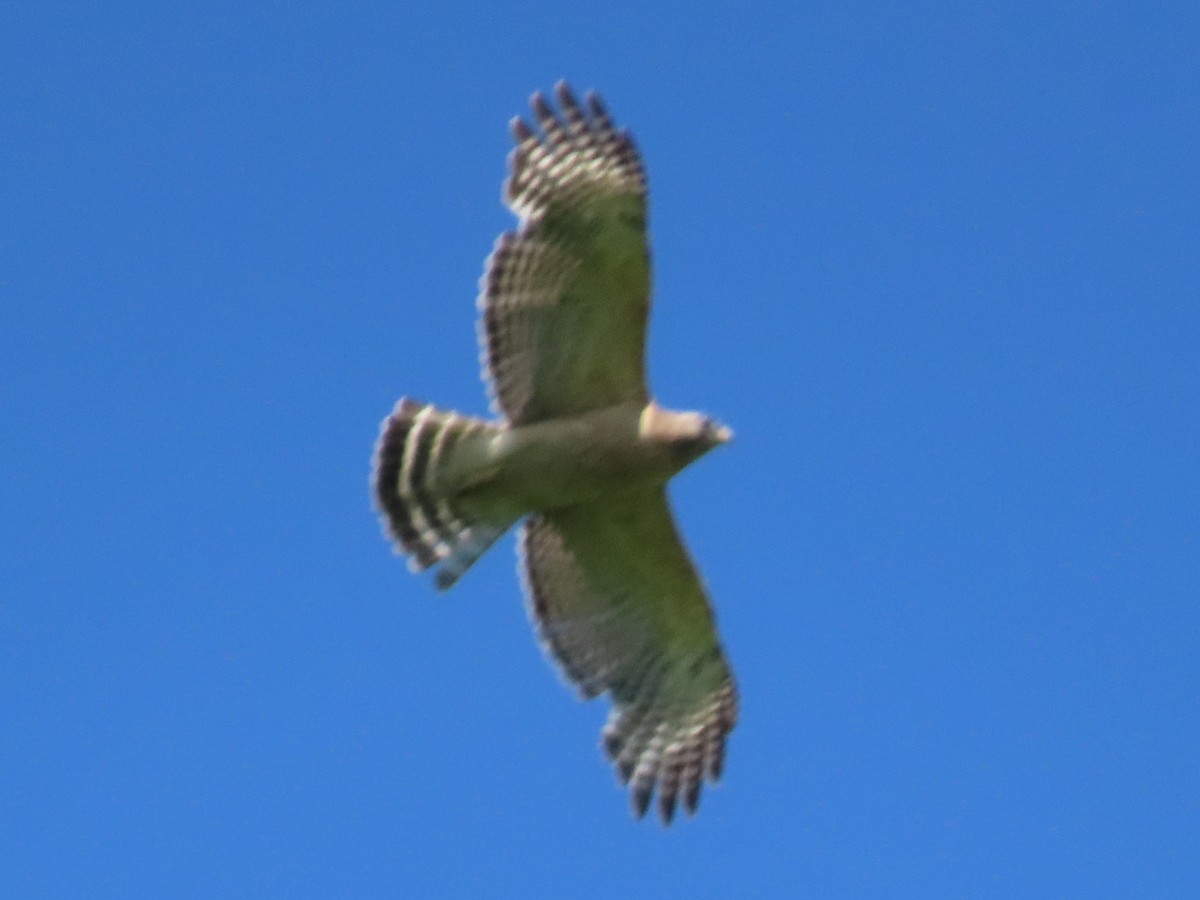 Red-shouldered Hawk - Kristin Mylecraine