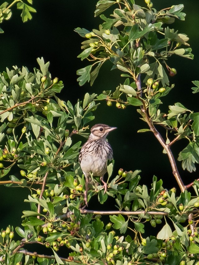 Wood Lark - Milan Martic