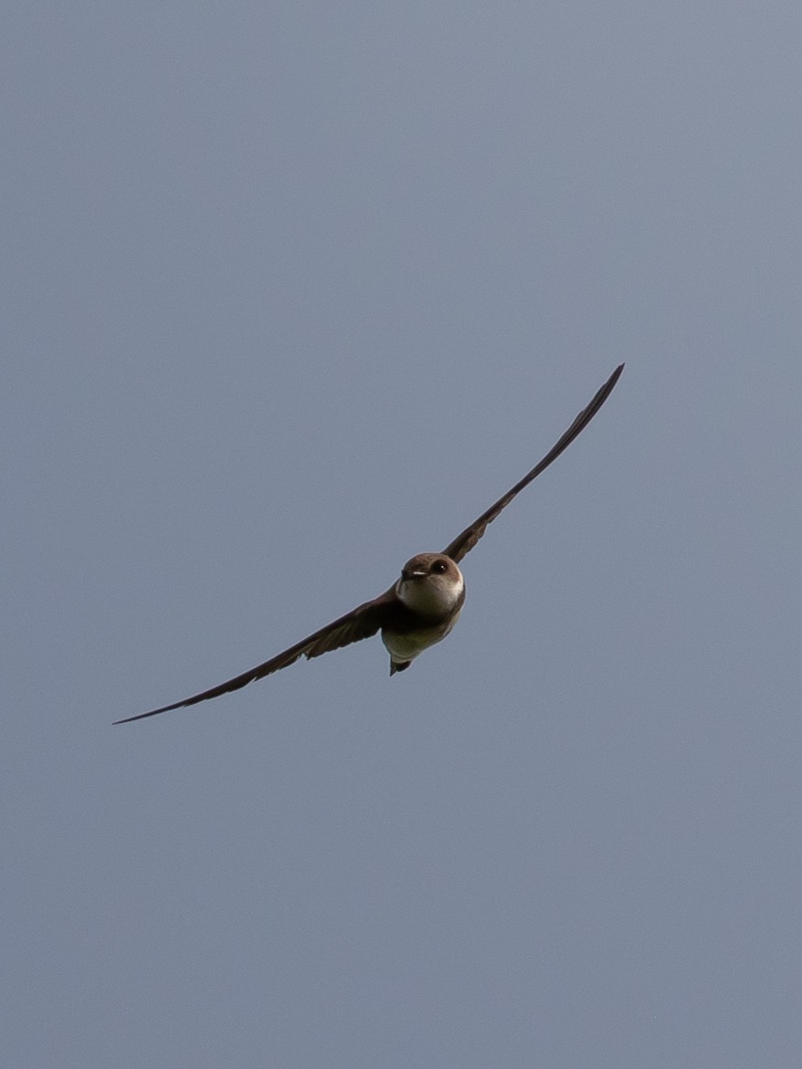 Bank Swallow - Milan Martic