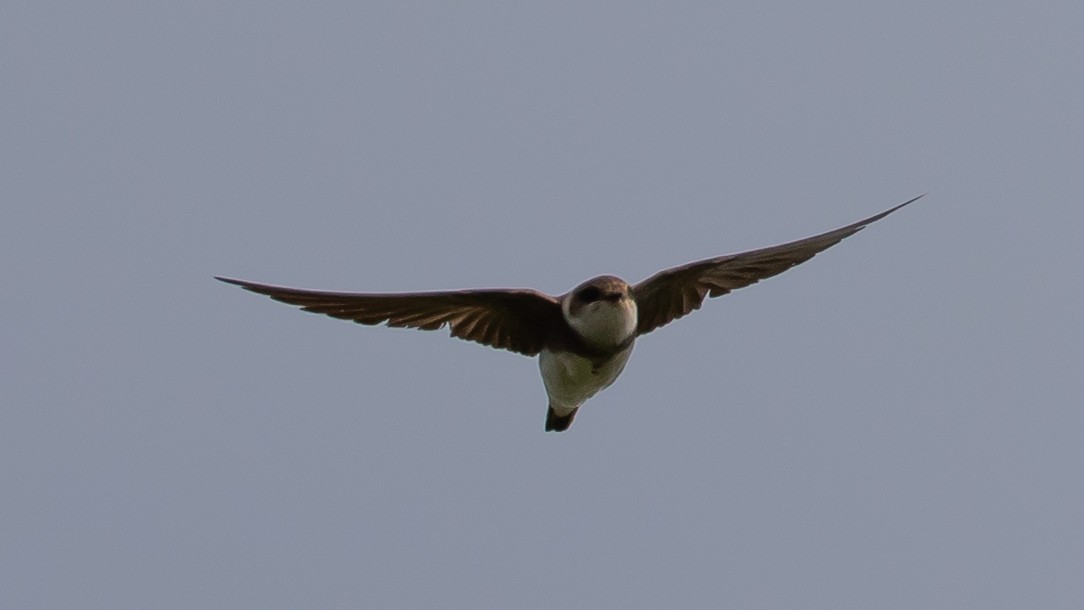 Bank Swallow - Milan Martic