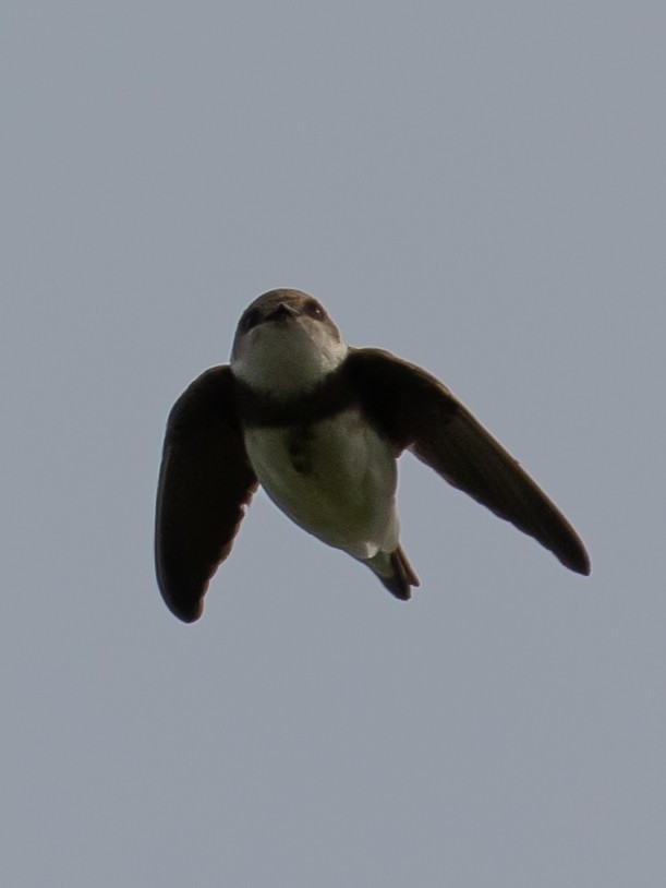 Bank Swallow - Milan Martic