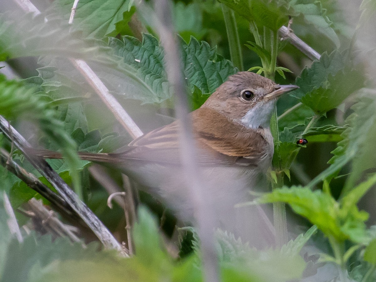 Greater Whitethroat - Milan Martic