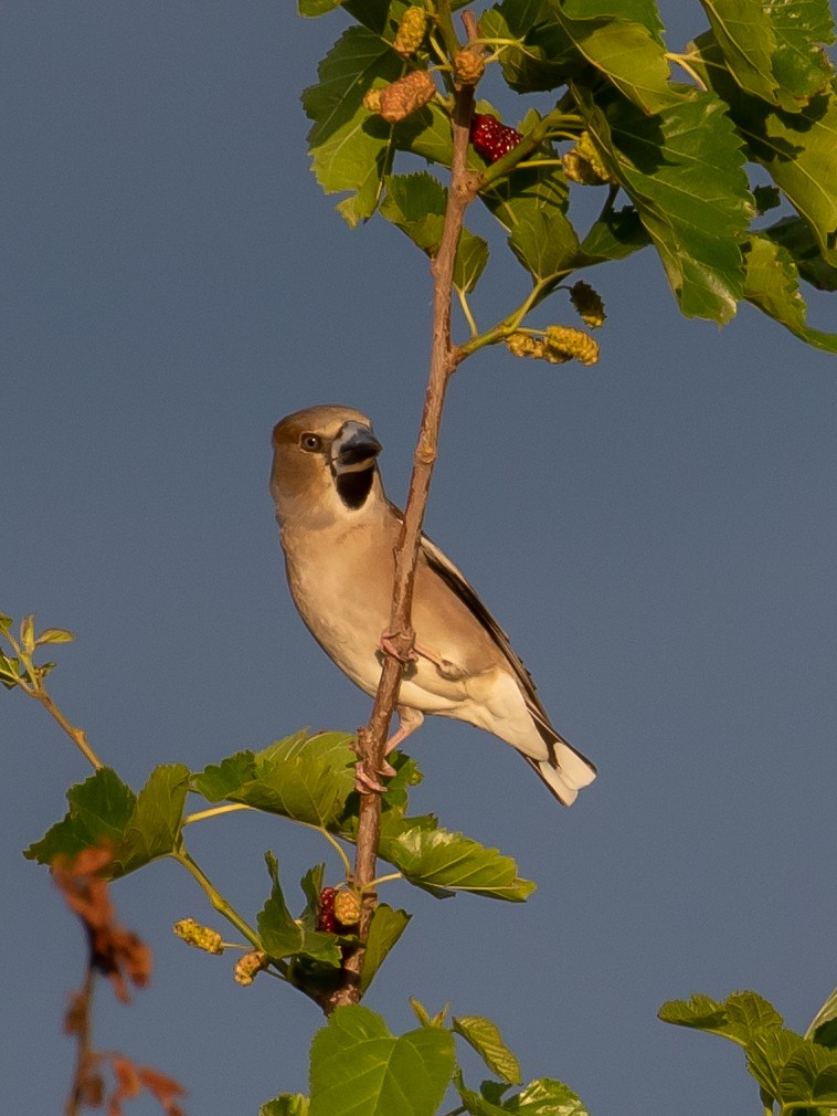 Hawfinch - Milan Martic