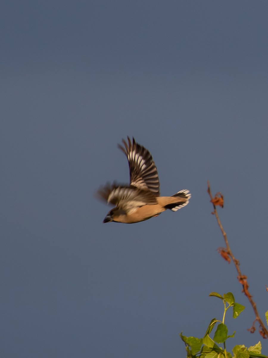 Hawfinch - Milan Martic