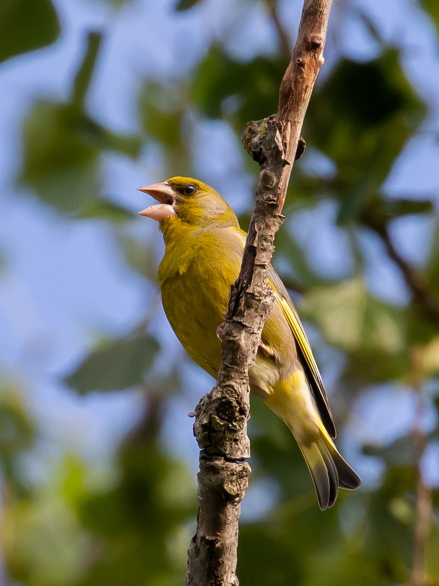 European Greenfinch - Milan Martic