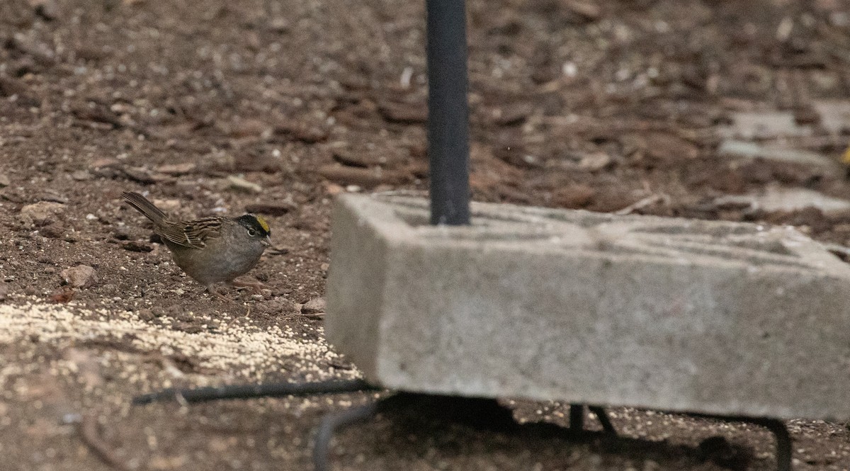 Golden-crowned Sparrow - Chuck Gates