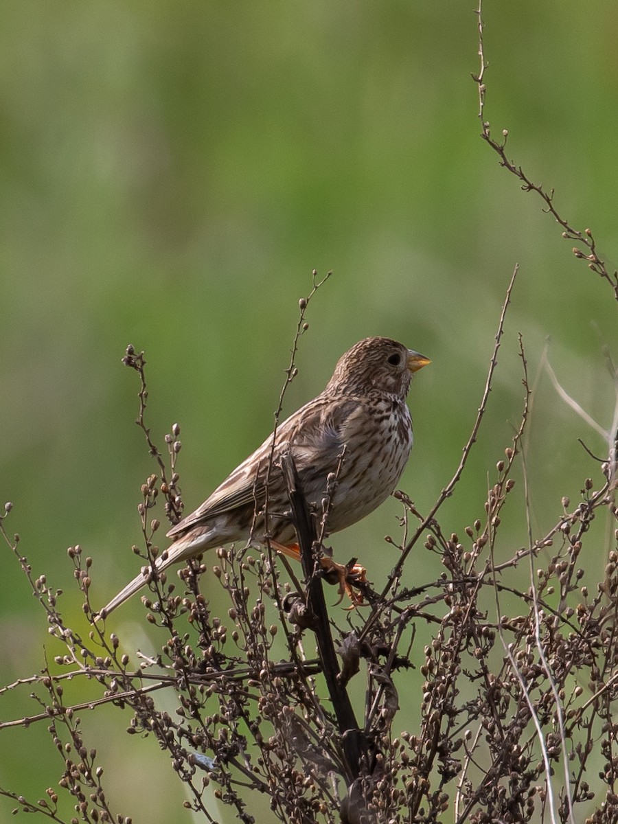 Corn Bunting - Milan Martic