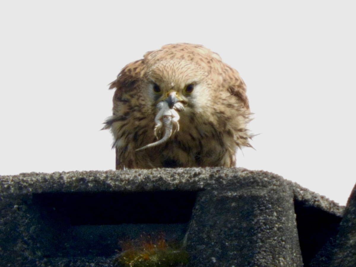 Eurasian Kestrel - Helen Kornblum