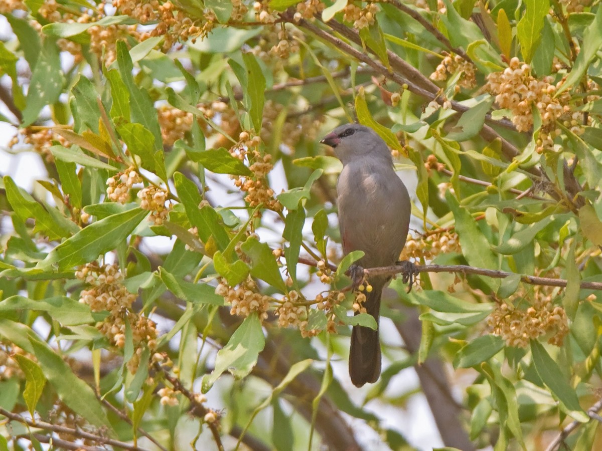 Cinderella Waxbill - Niall D Perrins