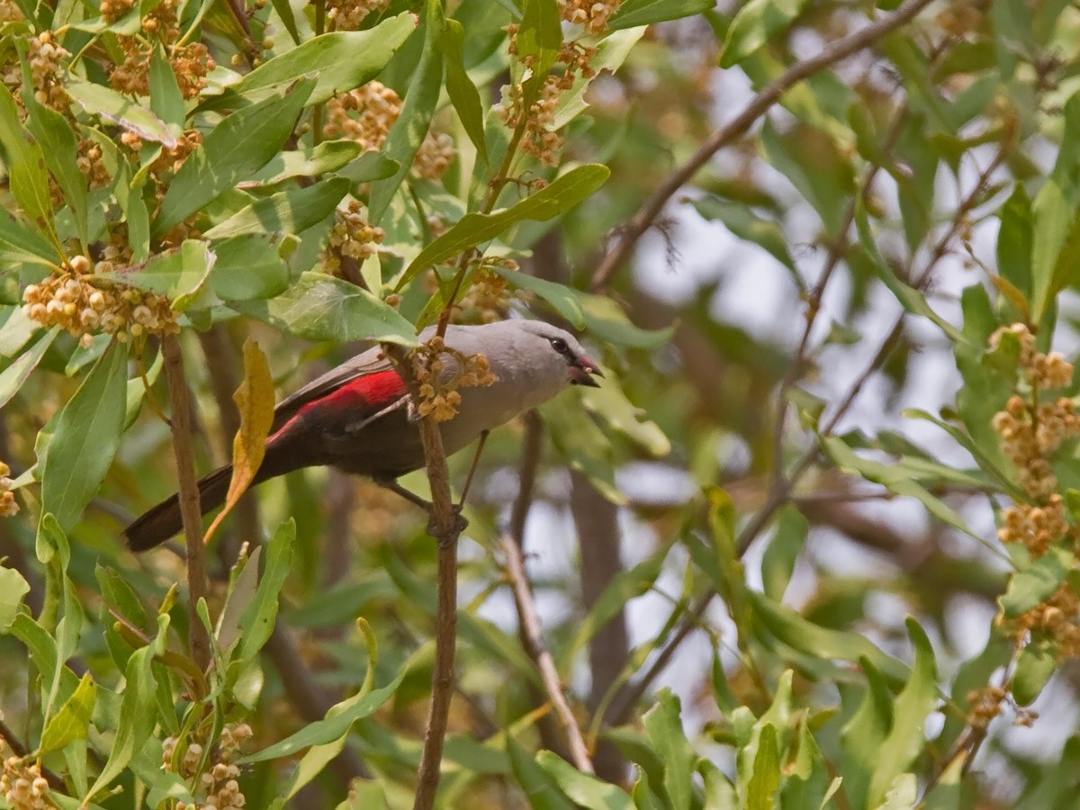 Cinderella Waxbill - Niall D Perrins