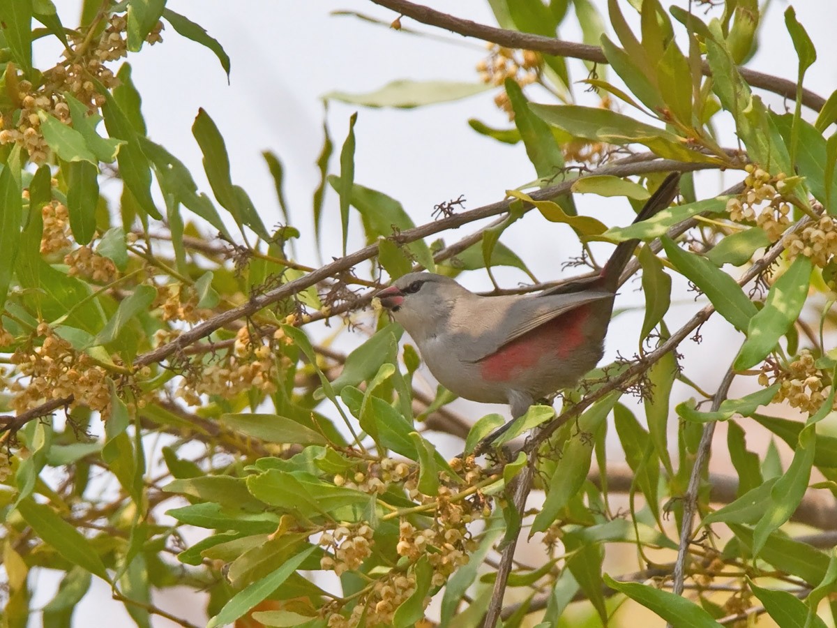 Cinderella Waxbill - Niall D Perrins