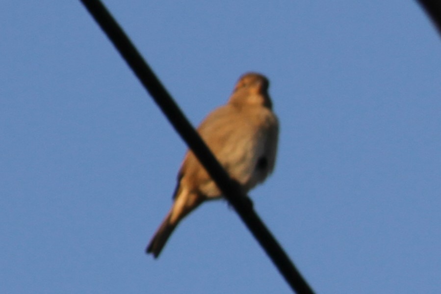 House Sparrow - NICOLINO DALFONSO