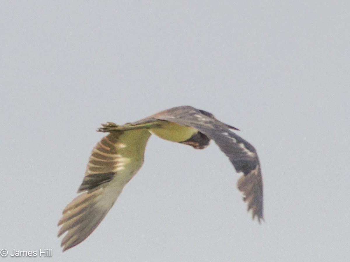 Tricolored Heron - James Hill