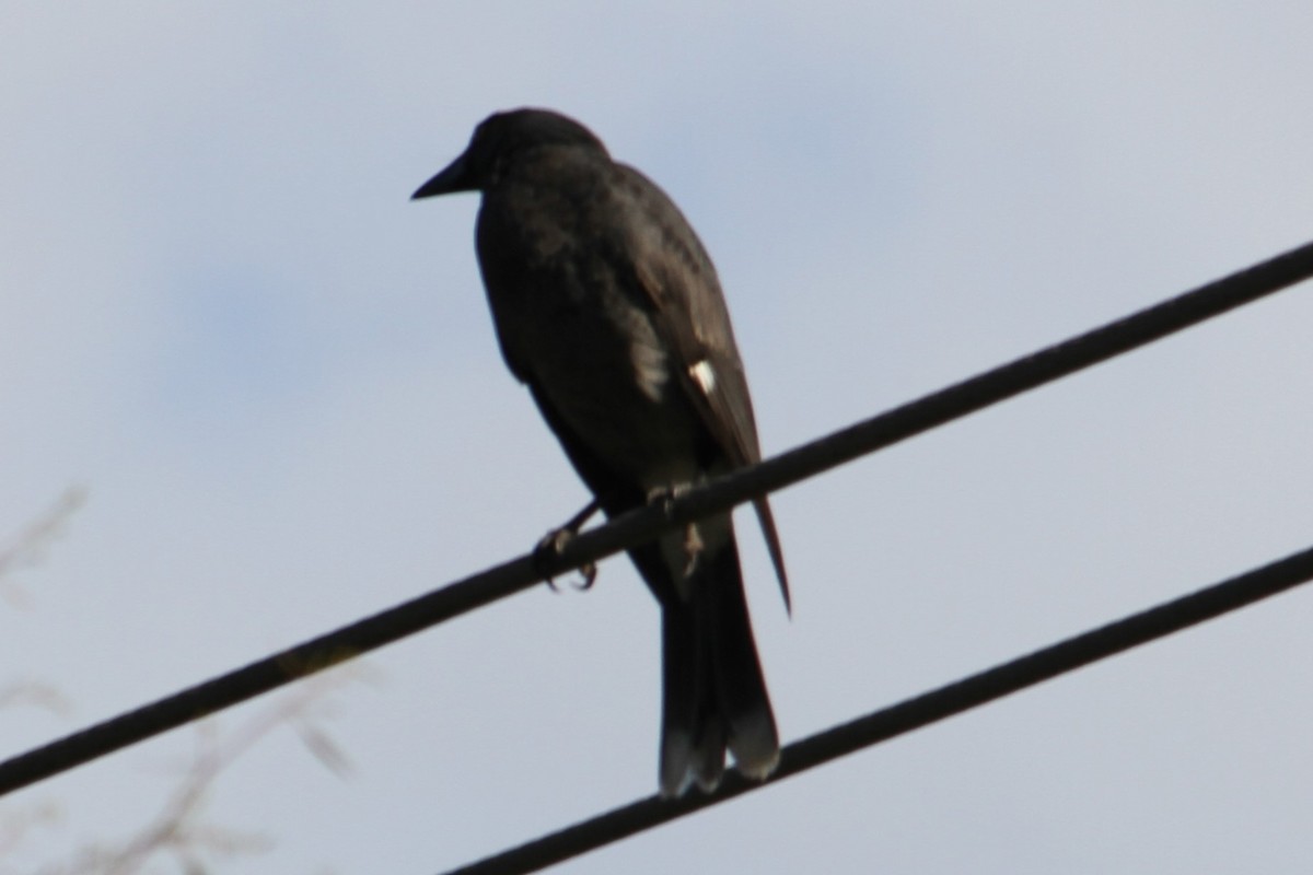 Pied Currawong - NICOLINO DALFONSO