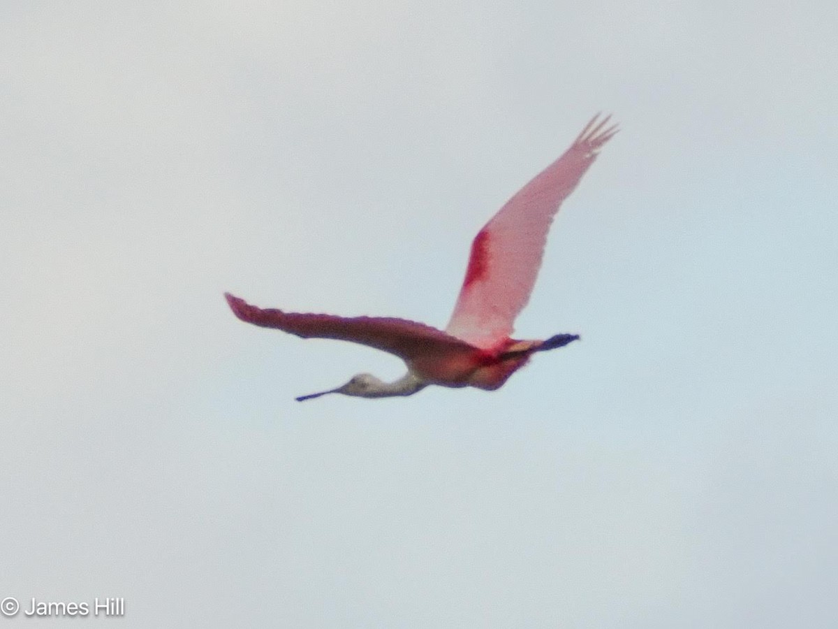 Roseate Spoonbill - James Hill