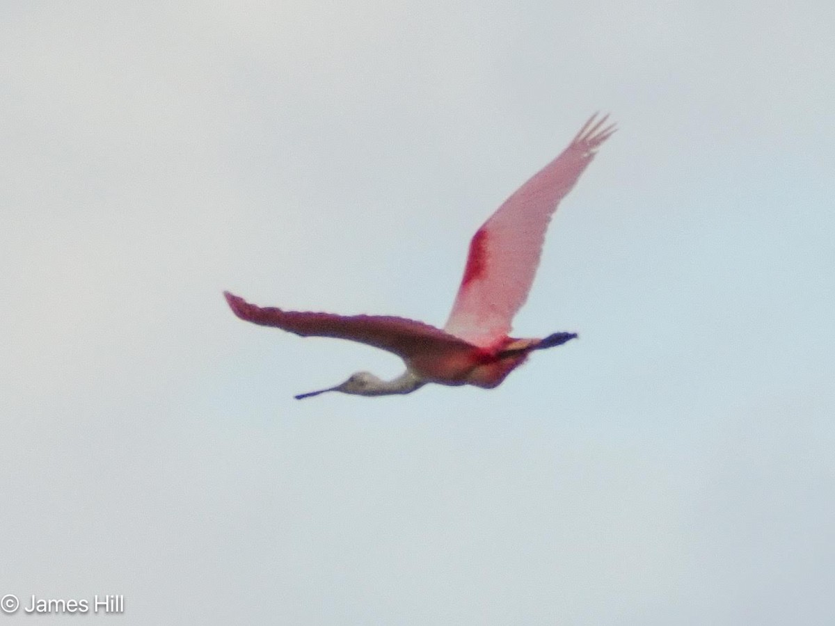 Roseate Spoonbill - ML619561169