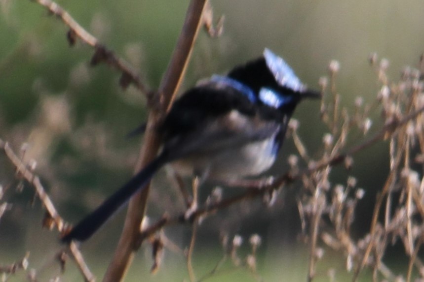 Superb Fairywren - NICOLINO DALFONSO