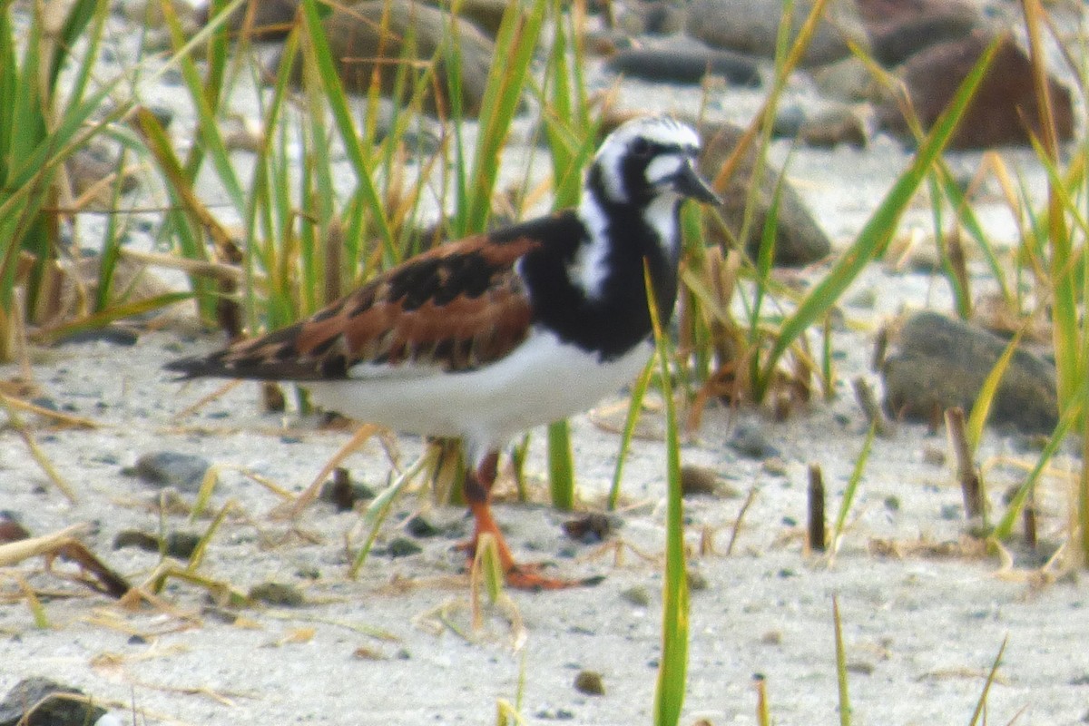 Ruddy Turnstone - ML619561172