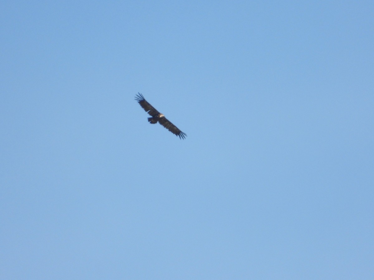 Cinereous Vulture - Pablo García