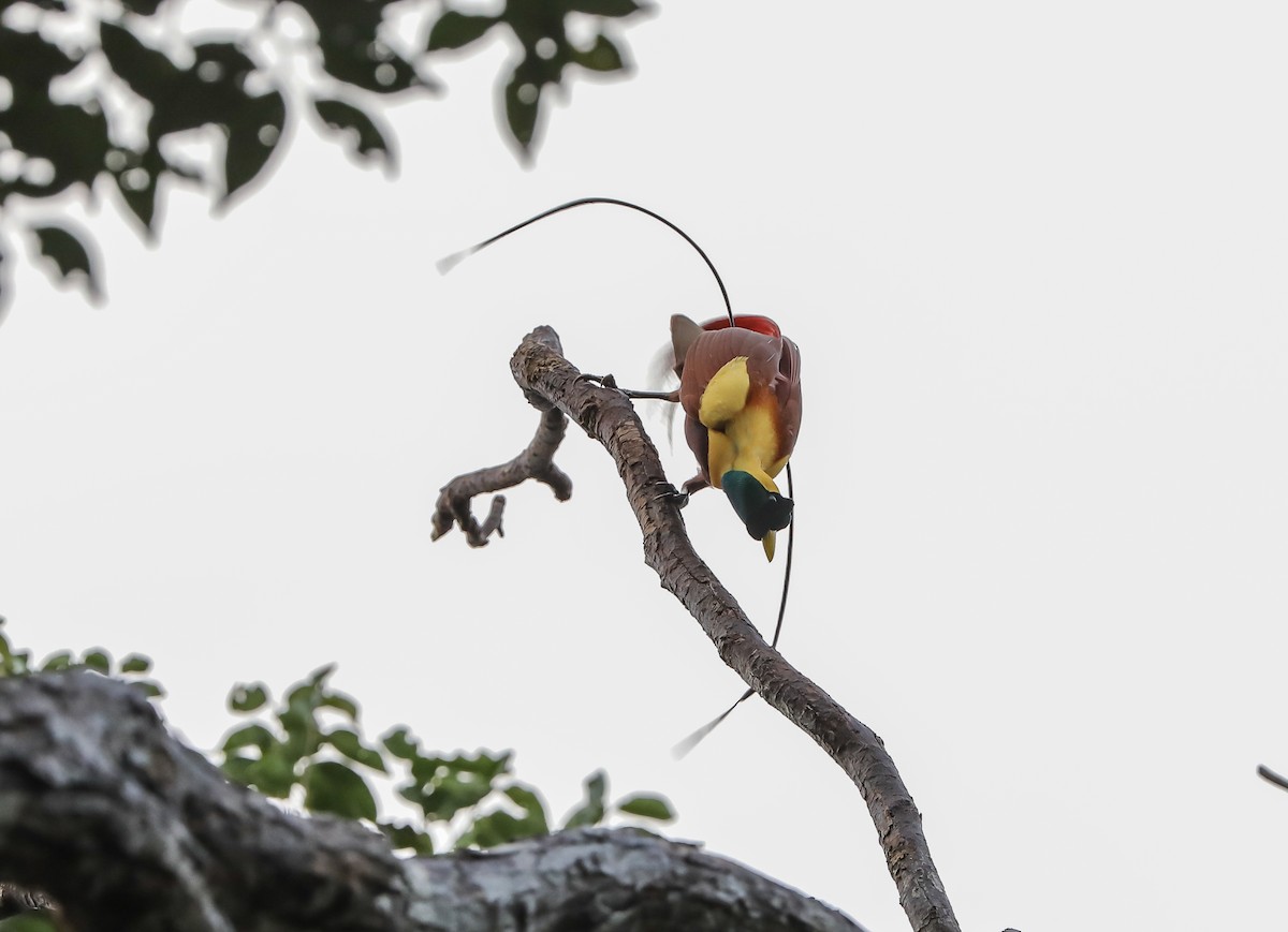 Red Bird-of-Paradise - Mike Edgecombe