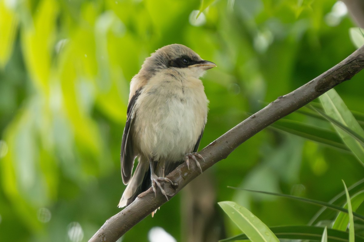 Long-tailed Shrike - Lenny Xu