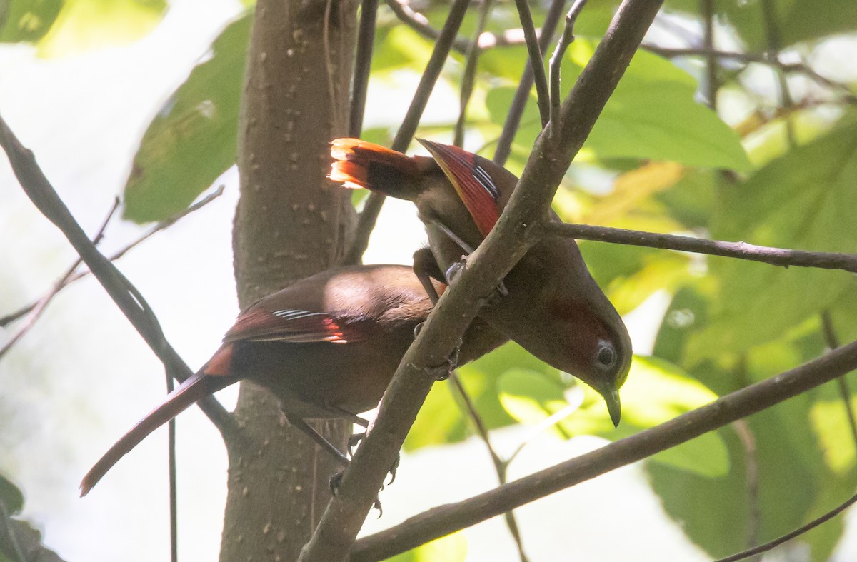 Red-faced Liocichla - ML619561187