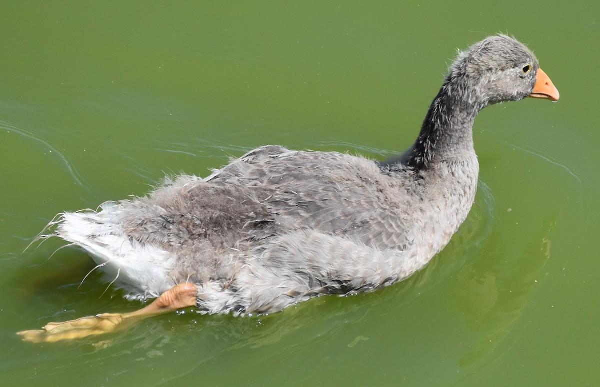 Graylag Goose (Domestic type) - José Ángel Antúnez