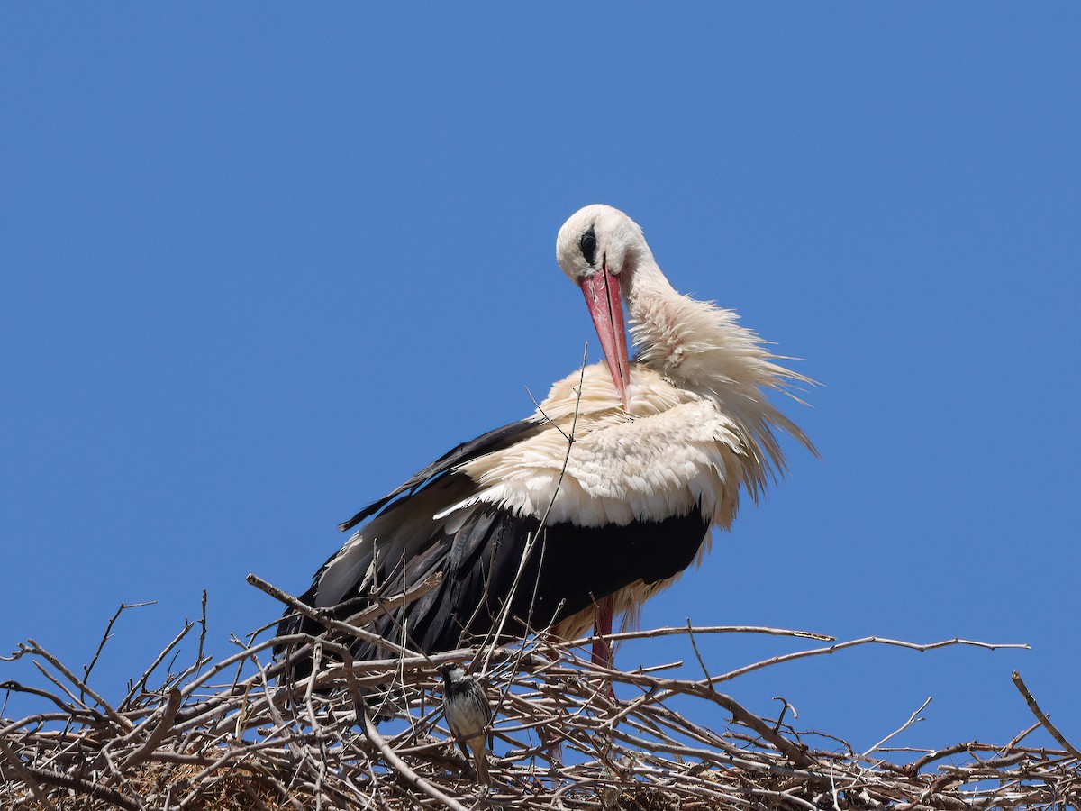 White Stork - Andrew Pryce
