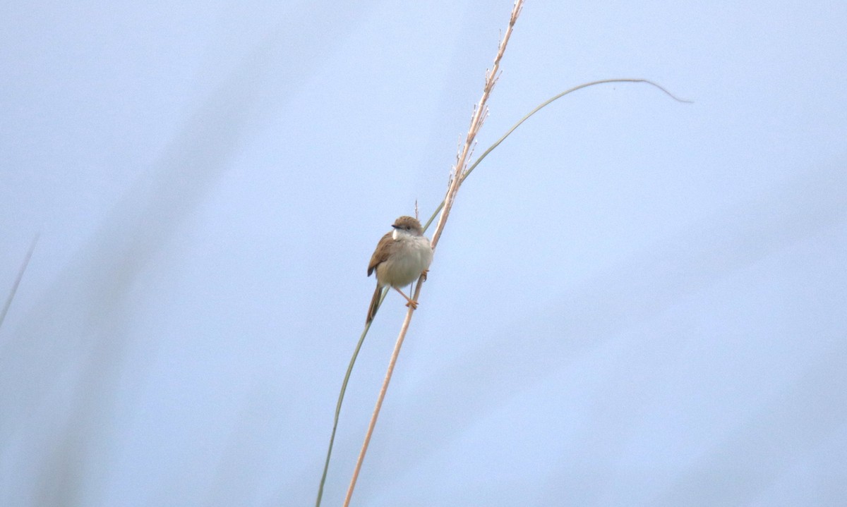 Delicate Prinia - ML619561198