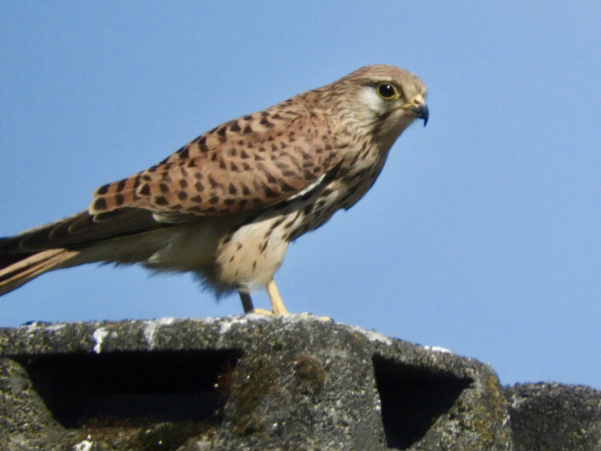 Eurasian Kestrel - Helen Kornblum