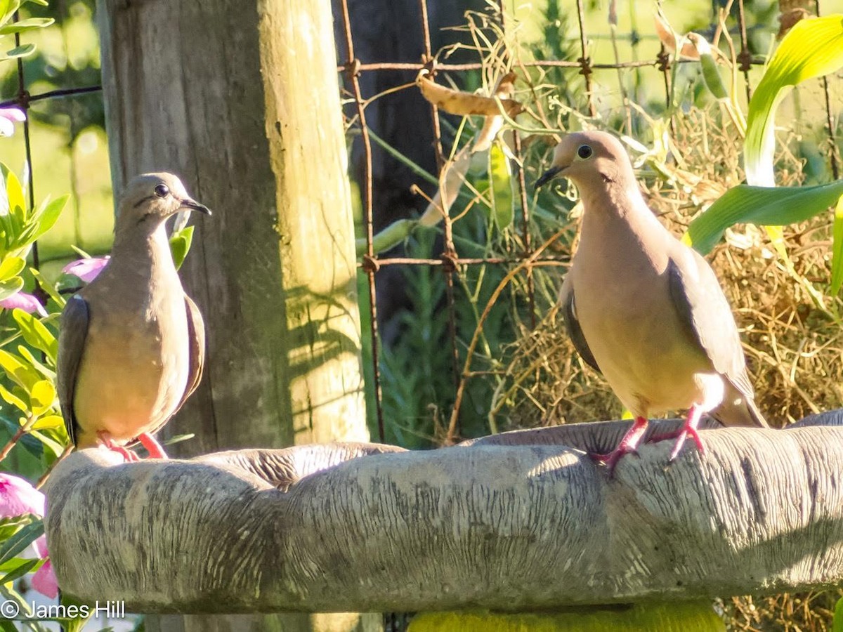 Mourning Dove - James Hill