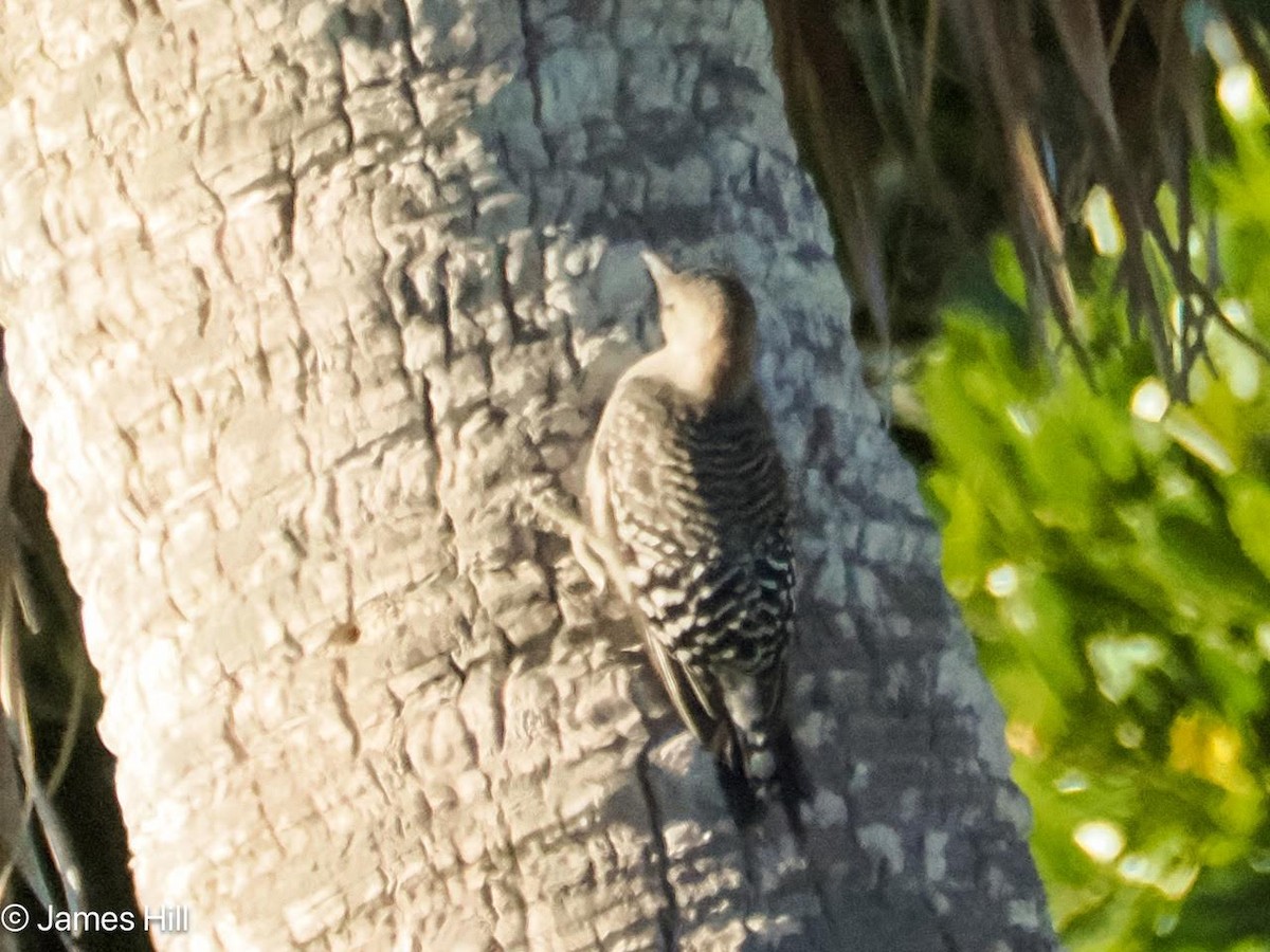 Red-bellied Woodpecker - ML619561220