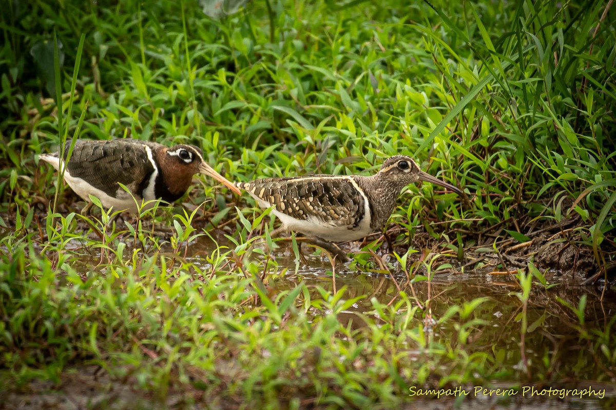 Greater Painted-Snipe - Sampath Indika Perera